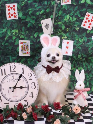 20250419小豆くん